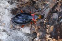 Carabus auronitens