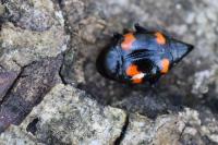 Scaphidium quadrimaculatum