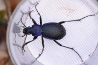 Carabus problematicus