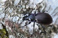 Carabus nemoralis