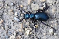 Meloe proscarabaeus