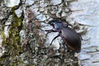 Carabus nemoralis