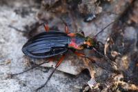 Carabus auronitens
