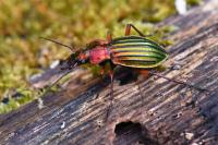Carabus auronitens