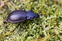 Carabus nemoralis