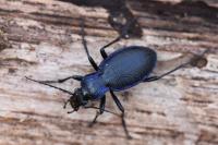 Carabus problematicus