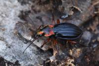 Carabus auronitens