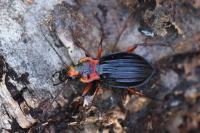 Carabus auronitens