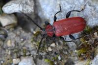 Pyrrhidium sanguineum