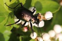 Calosoma inquisitor