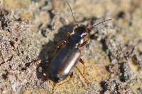 Syntomus obscuroguttatus