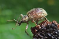 Liophloeus tessulatus