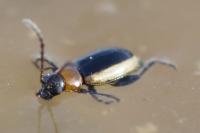 Longitarsus dorsalis
