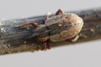 Hypera postica
