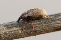 Hypera postica