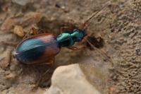 Anchomenus dorsalis