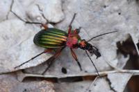 Carabus auronitens