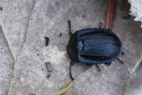 Phosphuga atrata