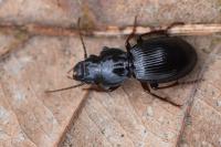 Molops piceus