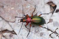 Carabus auronitens