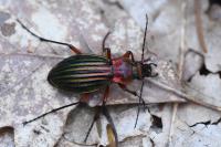 Carabus auronitens