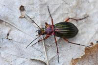 Carabus auronitens