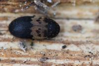 Dermestes lardarius