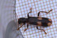 Opilo mollis