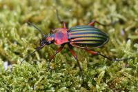 Carabus auronitens