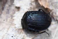 Phosphuga atrata