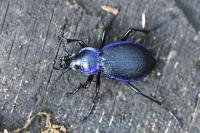 Carabus problematicus