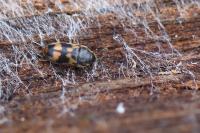 Litargus connexus