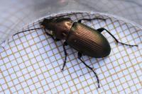 Poecilus cupreus
