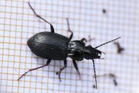 Pterostichus oblongopunctatus