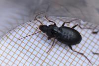 Platyderus depressus