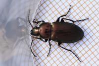 Poecilus cupreus
