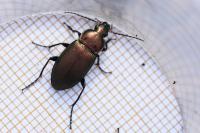 Poecilus cupreus
