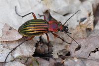 Carabus auronitens