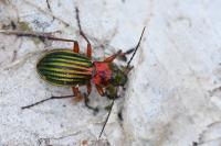 Carabus auronitens