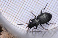 Pterostichus oblongopunctatus