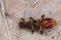 Opilo mollis