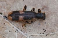 Opilo mollis