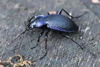 Carabus problematicus