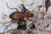 Carabus auronitens