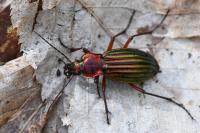 Carabus auronitens