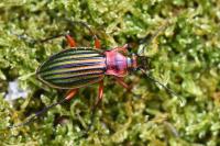 Carabus auronitens
