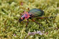 Carabus auronitens