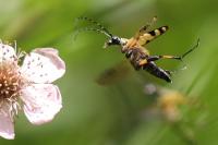 Rutpela maculata