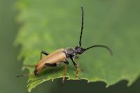 Stictoleptura rubra