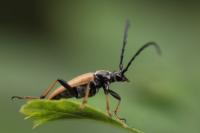 Stictoleptura rubra